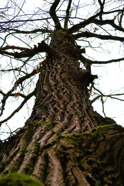 Kmen velkého stromu. Kůra blízko. — Stock fotografie
