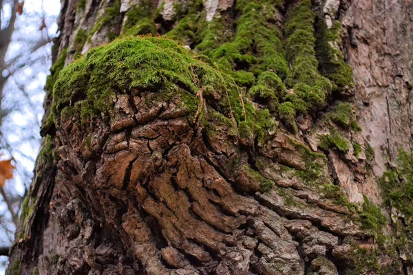 De stam van een grote boom. Schors close-up. — Stockfoto