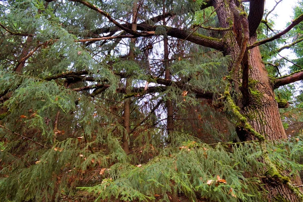 Big old pine in a dark autumn forest. Russia. — Stock Photo, Image