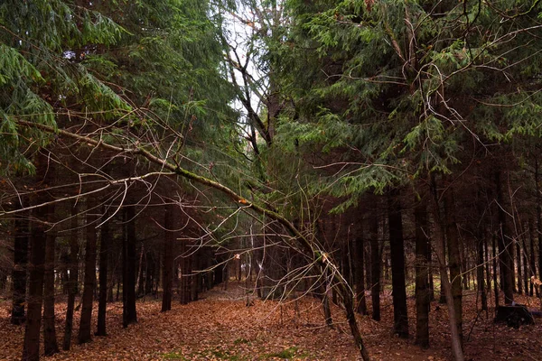 Dark pine forest in the fall. Russia — Stock Photo, Image