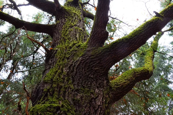 Grandes ramos de musgo (carvalho) sem folhas em uma floresta escura de outono — Fotografia de Stock