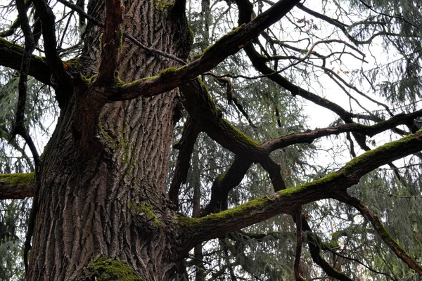 Grote mos (eiken) takken zonder bladeren in een donkere herfst bos — Stockfoto