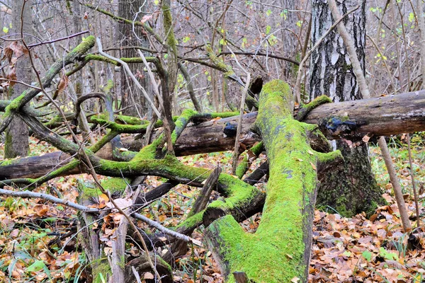 Загвоздка, покрытая ярко-зеленым мхом в осеннем лесу — стоковое фото