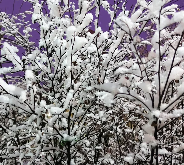 Κλαδιά δέντρων καλυμμένα με χιόνι. Δέντρα στο χιόνι. Χειμωνιάτικη παγωμένη μέρα. — Φωτογραφία Αρχείου