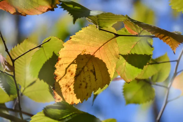 Beautiful autumn multicolored hazel leaves. Red, yellow, green against a blue sky. Close-up. — Stock Photo, Image