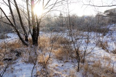 Winter landscape. Fresh snow lies on the dry grass on a Sunny day. The sun is shining from behind the trees