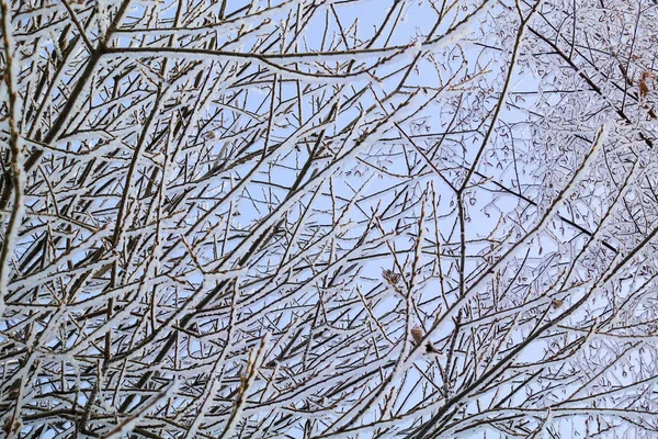Gyönyörű téli táj. Fagyasztott fák hideg erdőben télen az égre. Karácsonyi háttér — Stock Fotó