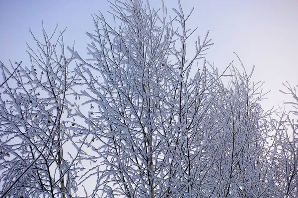 Linda paisagem de inverno. Árvores congeladas em uma floresta fria no inverno contra o céu. Fundo de Natal — Fotografia de Stock