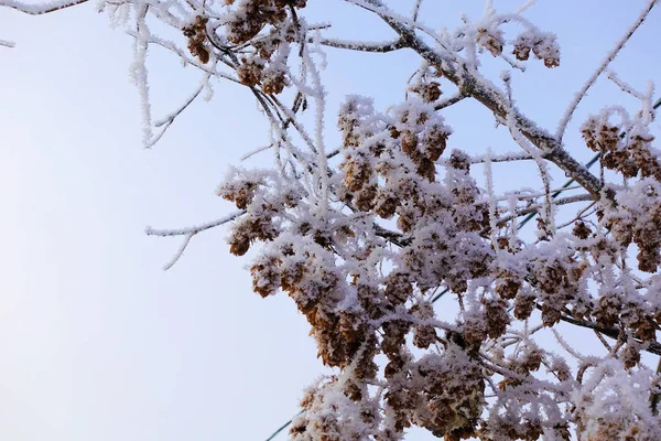 Lúpulo seco coberto com neve e geada no inverno close-up — Fotografia de Stock