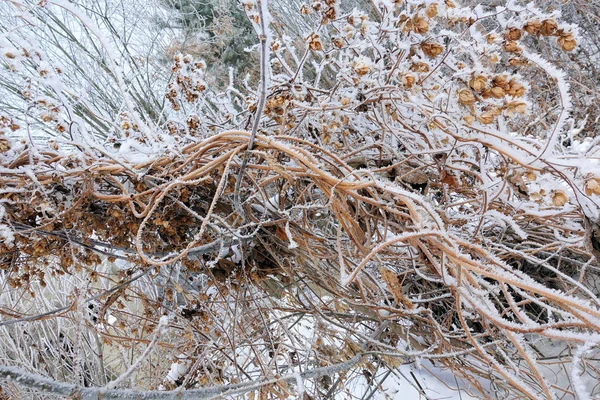 Houblon sec recouvert de neige et de givre en hiver gros plan — Photo