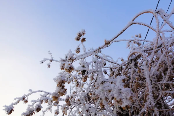 Lúpulo seco coberto com neve e geada no inverno close-up — Fotografia de Stock