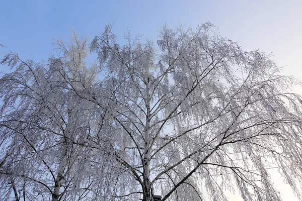 Linda paisagem de inverno. Árvores congeladas em uma floresta fria no inverno contra o céu. Fundo de Natal — Fotografia de Stock