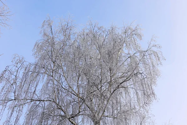 Linda paisagem de inverno. Árvores congeladas em uma floresta fria no inverno contra o céu. Fundo de Natal — Fotografia de Stock