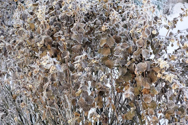 Zmrzlé rostliny v zimě. Suché květy pokryté Šuang frost. Zimní pozadí. Zmrazené křoví v ranním zblízka. První mráz. Počátkem zimy přicházejí. Příroda — Stock fotografie