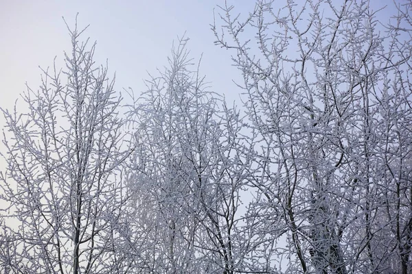 Gyönyörű téli táj. Fagyasztott fák hideg erdőben télen az égre. Karácsonyi háttér — Stock Fotó