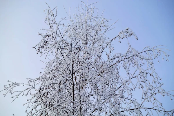 Linda paisagem de inverno. Árvores congeladas em uma floresta fria no inverno contra o céu. Fundo de Natal — Fotografia de Stock