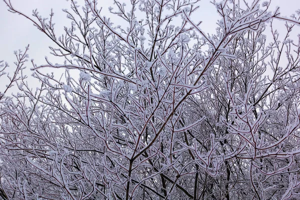 Прекрасный зимний пейзаж. Замороженные деревья в холодном лесу зимой против неба. Рождественский фон — стоковое фото