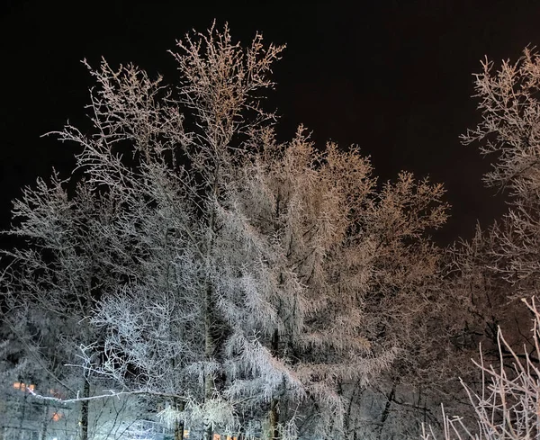 Boa noite. Árvore coberta de neve e geada, ramos congelados acesos por uma lâmpada de rua — Fotografia de Stock