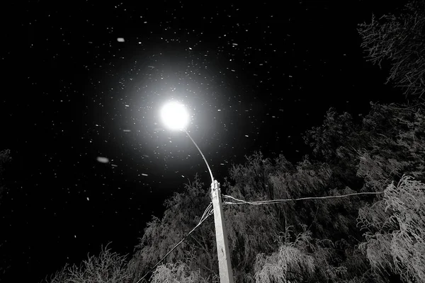 Céu noturno. Árvore congelada coberta de neve. Neve cai na luz de uma lâmpada de rua . — Fotografia de Stock