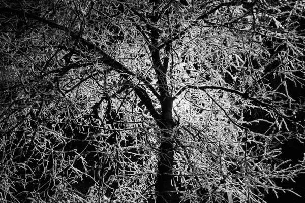 Nattbild. Träd täckt med snö och hoarfrost, frysta grenar upplyst av en gatlykta — Stockfoto