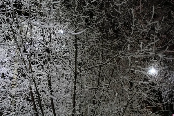 Boa noite. Árvore coberta de neve e geada, ramos congelados acesos por uma lâmpada de rua — Fotografia de Stock