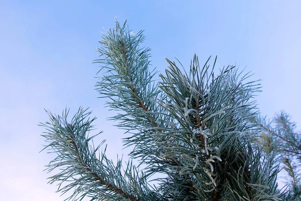 Tall grenar med nålar täckta med rimfrosten på frostig dag. Vinter bakgrund. Mot himlen — Stockfoto