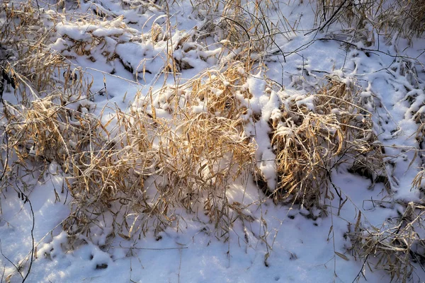 Paisagem de inverno. A neve fresca está na grama seca em um dia ensolarado. O sol brilha por detrás das árvores — Fotografia de Stock