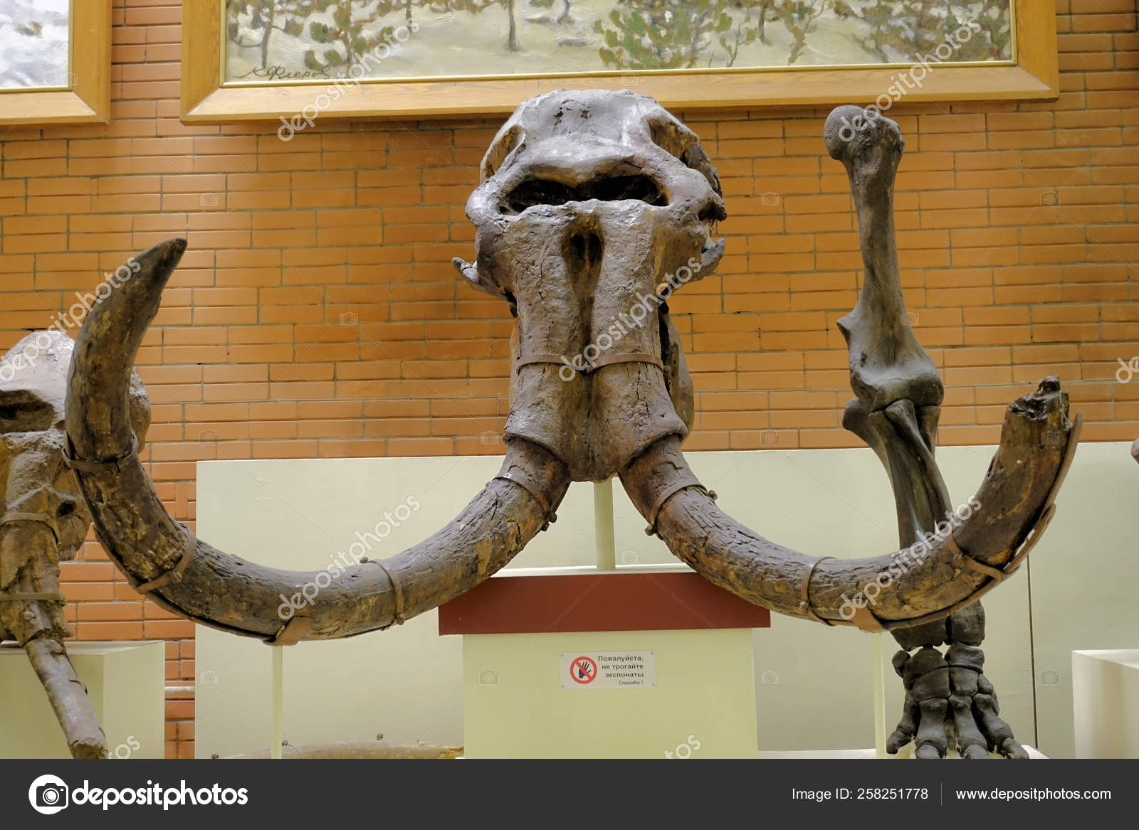 マンモスゾウ化石写真素材 ロイヤリティフリーマンモスゾウ化石画像 Depositphotos