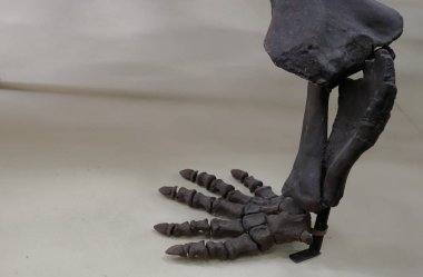 Rusya Moskova. Paleontoloji Müzesi. 01 Aralık 2018 - Siyah dinozor pençe iskeleti standda yakın çekim.