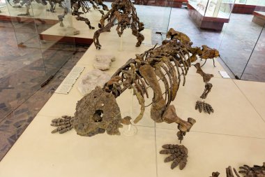Rusya Moskova. Paleontoloji Müzesi. 01 Aralık 2018 - Soyu tükenmiş sürüngenlerin, dinozorların, dört ayaklı sürüngenlerin iskeletleri.