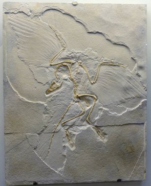 RUSSIA MOSCOW. Museum of Paleontology. December 01, 2018 - Imprint of Archeopteryx fossils. Fossil flying dinosaur. clipart
