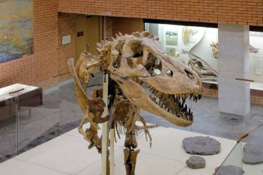 Rusya Moskova. Paleontoloji Müzesi. 01 Aralık 2018 - Dinozor kafatası. Antik Fosil HayvanKemikleri.