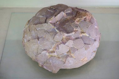 Rusya Moskova. Paleontoloji Müzesi. 01 Aralık 2018 - Fosilleşmiş Dinozor Yumurtalarının Yakın Çekim Görünümü.