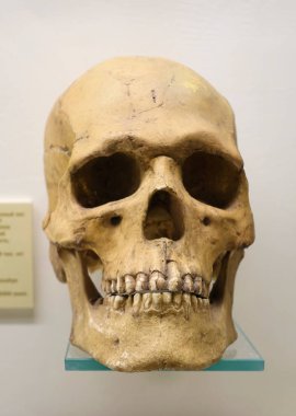 Müzede rafta insan kafatası yakın çekim. Paleontoloji Müzesi. Moskova 2018 Aralık 01