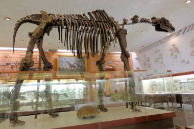 Rusya Moskova. Paleontoloji Müzesi. 01 Aralık 2018 - Soyu tükenmiş sürüngenlerin, dinozorların, dört ayaklı sürüngenlerin iskeletleri.