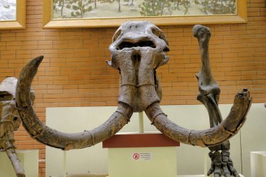 Rusya Moskova. Paleontoloji Müzesi. 01 Aralık 2018 - İki dişleri frontal görüntü ile Mamut kafatası.
