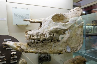 Rusya Moskova. Paleontoloji Müzesi. 01 Aralık 2018 - Dinozor kafatası. Antik Fosil HayvanKemikleri.