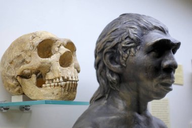 Rusya Moskova. Paleontoloji Müzesi. 01 Aralık 2018 - Kafatası ve Neandertal heykeli. Evrim Teorisi