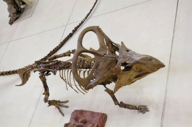 Rusya Moskova. Paleontoloji Müzesi. 01 Aralık 2018 - protoceratops quadpie dinozor iskeleti.