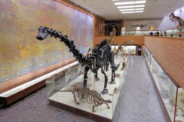 Rusya Moskova. Paleontoloji Müzesi. 01 Aralık 2018 - en büyük otobur dinozorun iskeleti. Sauropod giller familyasından Diplodocus.