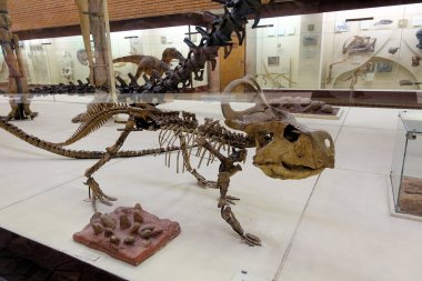 Rusya Moskova. Paleontoloji Müzesi. 01 Aralık 2018 - protoceratops quadpie dinozor iskeleti.