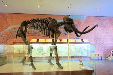 Rusya Moskova. Paleontoloji Müzesi. 01 Aralık 2018 - Mamut İskeleti