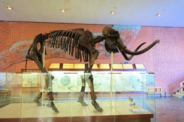 RUSSIA MOSCOW. Museum of Paleontology. December 01, 2018 - Mammoth Skeleton clipart