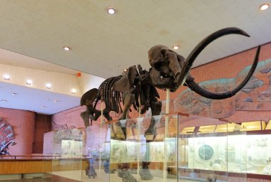 RUSSIA MOSCOW. Museum of Paleontology. December 01, 2018 - Mammoth Skeleton clipart