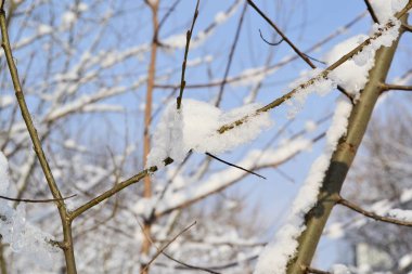Kış manzarası. Karlı kış tarlaları ve donmuş bitkiler. Güneşli bir gün. Rusya.