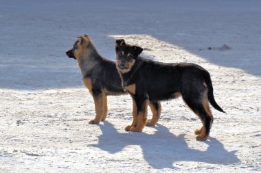 Karda kışın iki çoban yavrusu
