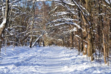 Kış manzarası. Karlı kış tarlaları ve donmuş bitkiler. Güneşli bir gün. Rusya.