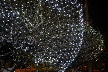 Noel ışıklandırması. Ağaçlardaki çelenk. Gece, çelenklerle ağaçları süsler. Noel ruh hali