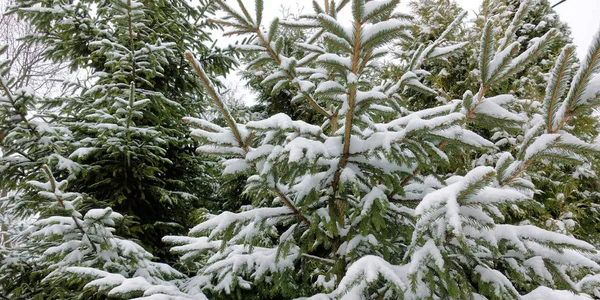 Kiefernzweig im Schnee — Stockfoto