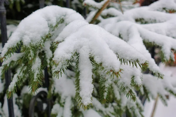 Ramo de pinheiro na neve — Fotografia de Stock